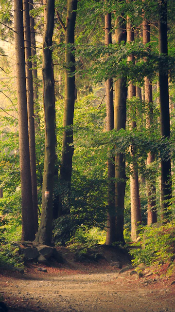 Immagine illustrativa di Il silenzio del bosco
